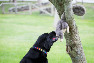 Black lab pulling large plush squirrel dog toy out of tree.