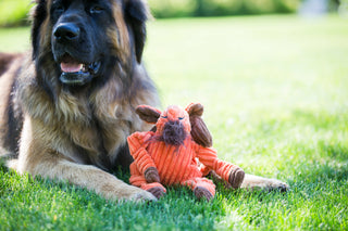 Dog laying in grass with Morris Moose Knottie® plush dog toy.