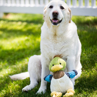 Yellow lab sitting behind Dilly Duck durable plush corduroy dog toy. 