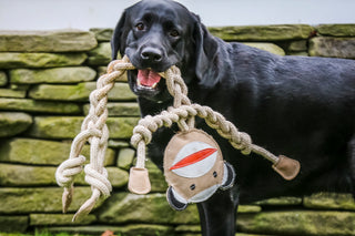 Black lab holding sock monkey rope dog toy in mouth.
