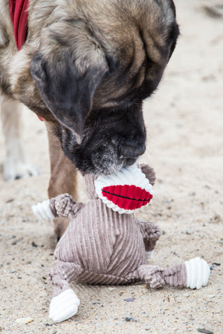 Large dog sniffing Stuey Sock Monkey durable plush corduroy dog toy's head. 