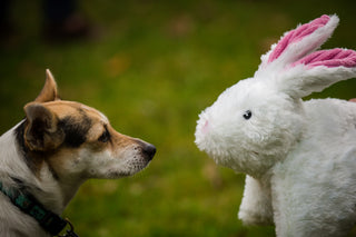 Dog looking at Squooshie™ bunny durable plush dog toy.