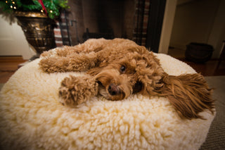 Golden brown furred dog laying on natural colored dog bed. 