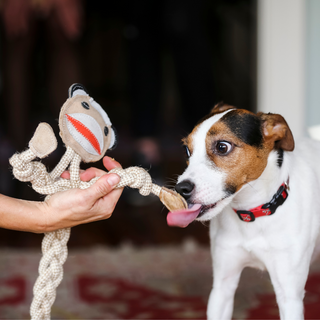 Sock monkey rope dog toy being held by human and small dog licking the hand of the toy.