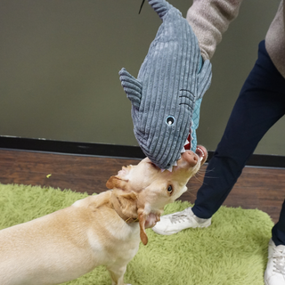 HuggleSnuffles™ Chomp & Chase — Finn Shark Puppet + Ruff-Tex® Beach Ball
