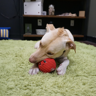 Dog playing with a red hugglehounds apple ball on a green carpet