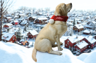 Dog wearing a red sweater with 'Atlas' on it, sitting in the snow with a snowy village in the background.