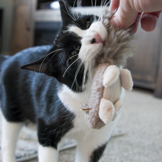 Human handing black and white cat wee sized squirrel shaped cat toy.