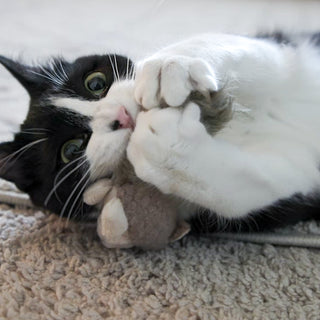 Black and white cat holding and biting with wee sized squirrel shaped cat toy.