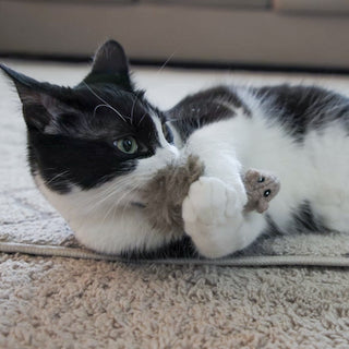 Black and white cat holding and playing with wee sized squirrel shaped cat toy.