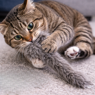 cat playing with toy