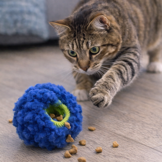 Cat playing with a blue and green cat toy on a wooden floor.