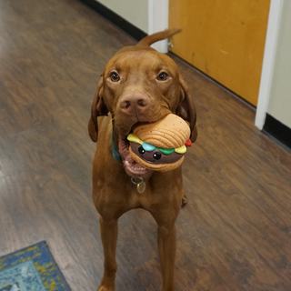 Dog holding Big Buns Foodies Hamburger Ruff-Tex® in its mouth on a wooden floor.