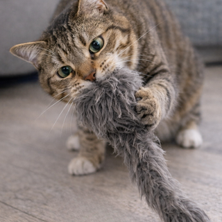 cat picking up the toy and playing