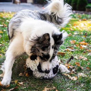 Dog playing with the HuggleFleece soccer ball on grass