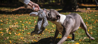 Black and white furred dog biting on a large X-Brace Raccoon durable dog toy being held by someones hand. In the background are trees and grass.