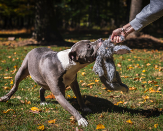 Black and white furred dog biting on a large X-Brace Raccoon durable dog toy being held by someones hand. In the background are trees and grass.