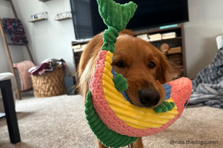 Gold retriever holding a Rainbow Trout Knottie® dog toy in it's mouth.