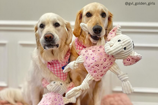 Two golden retrievers with pink plaid bandanas around their necks. Dog on left has a Valentina Elephant Knottie® dog toy sitting in front. Dog on right has same toy but is holding the toys right arm in it's mouth.