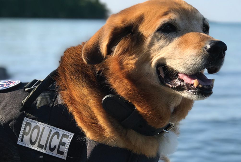 HuggleHounds® Built To Last Toys for Dogs Cats HuggleHounds® Built To Last Toys for Dogs Cats