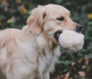 Dog holding HuggleFleece® ball in mouth