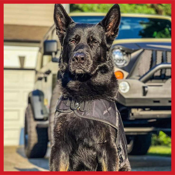 A service dog standing in front of a mini-truck.