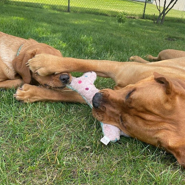 An image of two dogs playing.