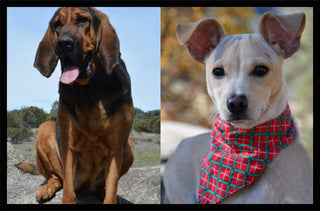 An image of Klondike and Little Tyke dogs rescued by Living Free Animal Sanctuary