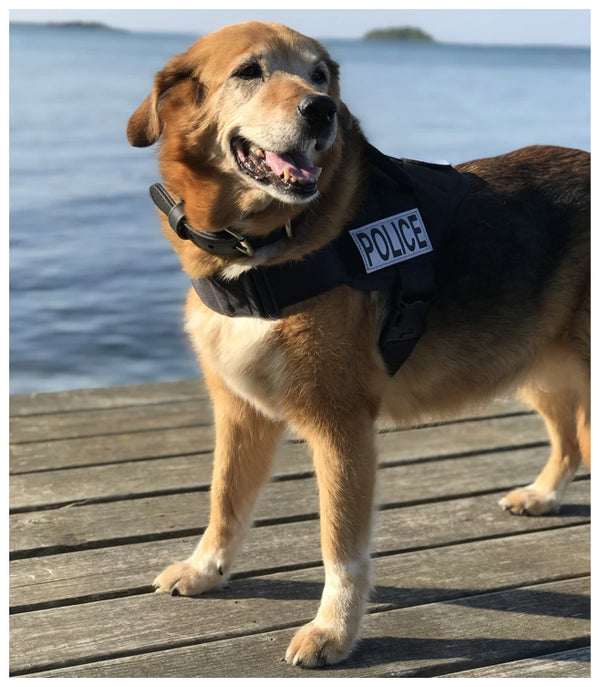 An image of a police dog on a dock by the water