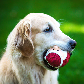 Close up view of golden furred dog biting on squeaky ball shaped santa dog toy. 