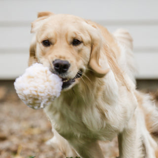 Golden retriever playing and running with small natural colored HuggleFleece® plush ball dog toy in mouth.