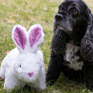 Small black dog sitting next to Squooshie™ bunny durable plush dog toy.
