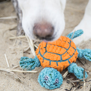 White dog standing over turtle shaped squeaky dog toy made of a combination of latex body/shell with plush head and plush knotted and limbs: orange shell with blue accents and blue head and limbs.