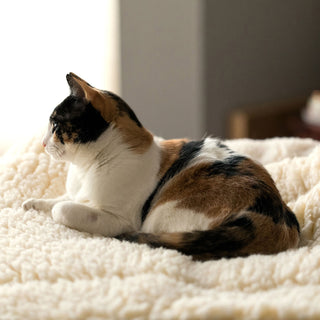 Calico cat laying on natural colored mat.