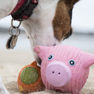 Dog sniffing Hamlet Pig Ruff-Tex® on beach.