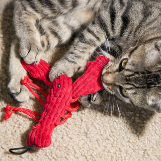 A gray and black cat playing with the lobster sea critter.