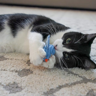 Black and white cat playing with blue chick shaped catnip stuffed, cat toy. 