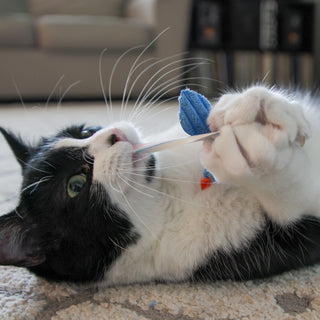 Black and white cat holding and biting with blue chick catnip stuffed cat toy.