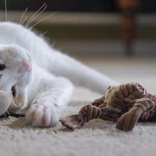 Cat laying upside-down with catnip stuffed, squirrel cat toy.