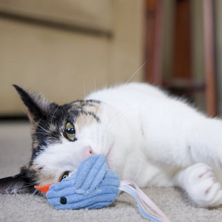 Cat laying with blue chick catnip stuffed cat toy.