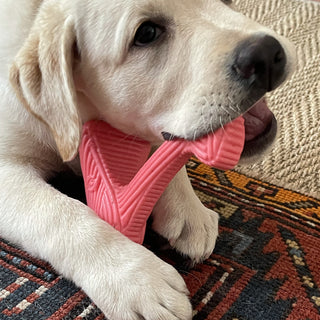 Yellow Lab chewing on Bobb Tuffut-Flex® Bone dog chew toy.