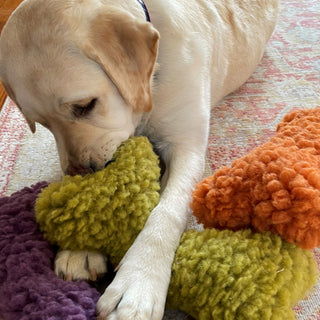 White dog on white and red carpet, chewing on the green plush dog bone, with the orange and purple bone next to it.