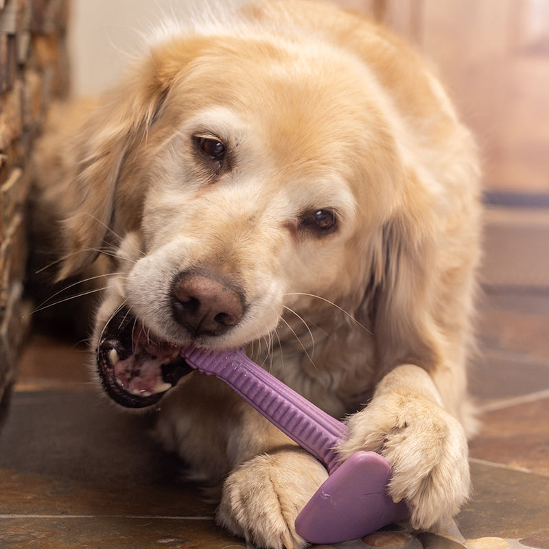 Detroit Lions Pet Tug Bone