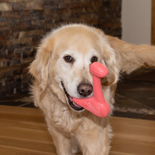 Golden Retriever holding Bobb Tuffut-Flex® Bone dog chew toy.
