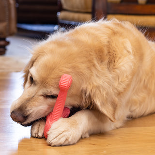 Golden Retriever chewing on Bobb Tuffut-Flex® Bone dog chew toy.